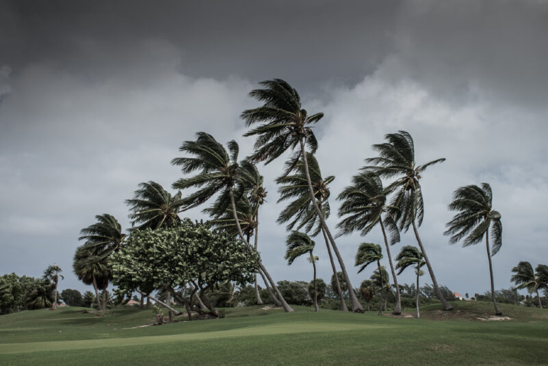 Tall palm trees bending in strong wind under a cloudy sky, set against a lush green landscape.