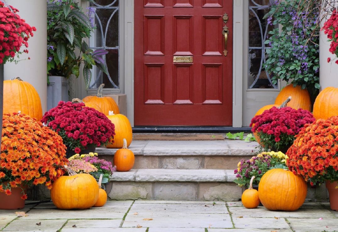 Front porch decorated with orange pumpkins and pots of red and yellow chrysanthemums, in front of a red door with stone steps and greenery—perfect inspiration for a Florida Guide to Preparing Your House for Fall.